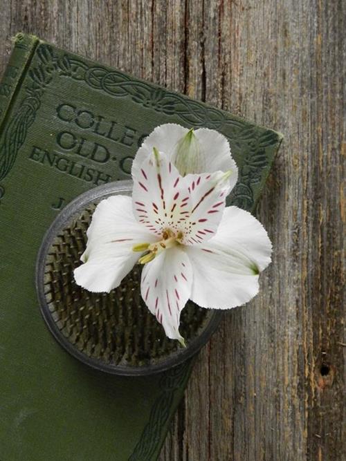 WHITE ALSTROEMERIA